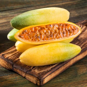 Passiflora tripartita var. mollissima  - Banana passionfruit, Banana poka, Curuba.