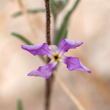 Matthiola longipetala var. bicornis - Alhelí