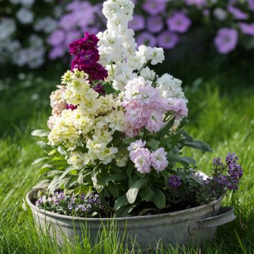 Matthiola incana Mix