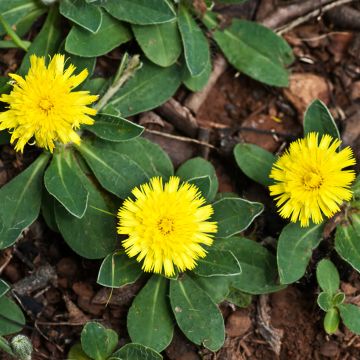 Pilosella officinarum  - Mouse-ear Hawkweed, Mouse-ear Hawkbit, Mouse-ear.