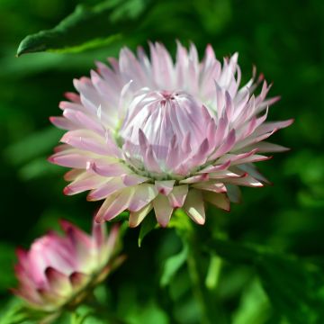 Helichrysum bracteatum King Size Silvery Rose - Inmortal