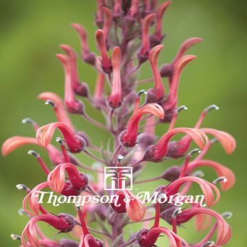 Lobelia tupa - Tabaco del diablo