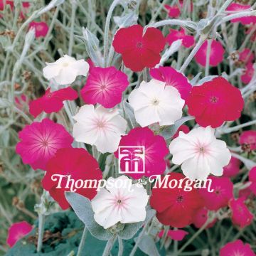 Lychnis coronaria Dancing Ladies - Clavel lanudo