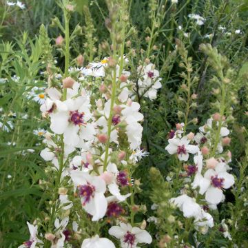 Verbascum blattaria Albiflorum - Moth Mullein, Moth Verbascum