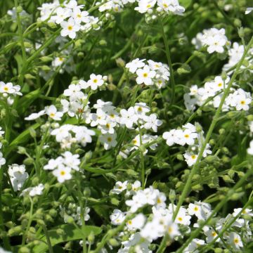 Myosotis alpestris Blanc - Myosotis alpestre, Myosotis des Alpes, Oreille de souris 