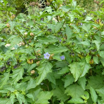 Nicandra physalodes  - Shoo-fly plant, Apple of Peru