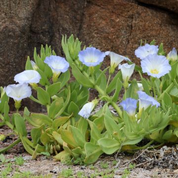 Nolana paradoxa subsp. atriplicifolia  - Nolane paradoxale
