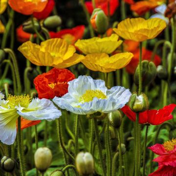 Papaver nudicaule Wind Song Mix - Pavot nudicaule, Pavot d'Islande