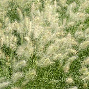 Pennisetum villosum Cream Falls