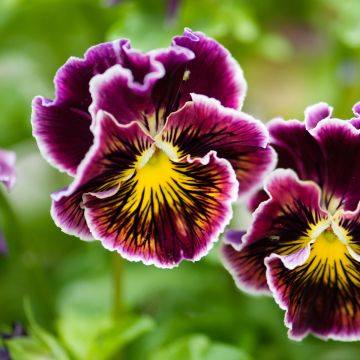 Viola Rococo - Violeta