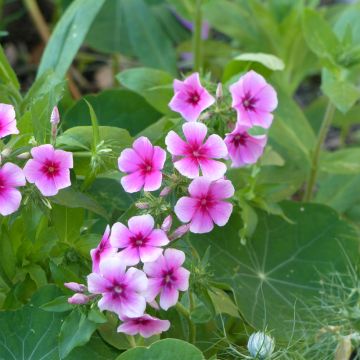 Phlox drummondii Brilliant - Phlox de Drummond Brilliant