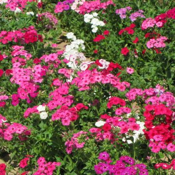 Phlox drummondii Grandiflora Mix - Phlox de Drummond