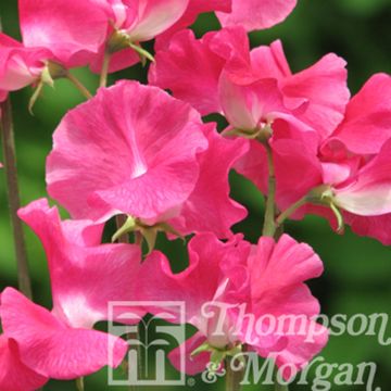 Guisante de olor Robert Uvedale - Lathyrus odoratus