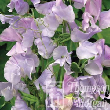 Guisante de olor Ballerina Blue - Lathyrus odoratus