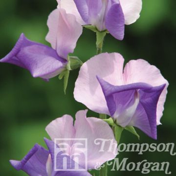 Lathyrus Erewhon