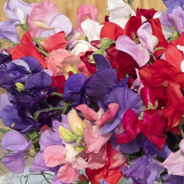 Guisante de olor King Size Formula Mixture - Lathyrus odoratus