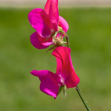 Guisante de olor Miss Willmott - Lathyrus odoratus