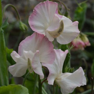 Guisante de olor Mollie Rilstone - Lathyrus odoratus