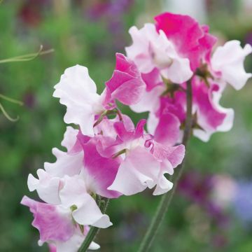 Guisante de olor Route 66 - Lathyrus odoratus
