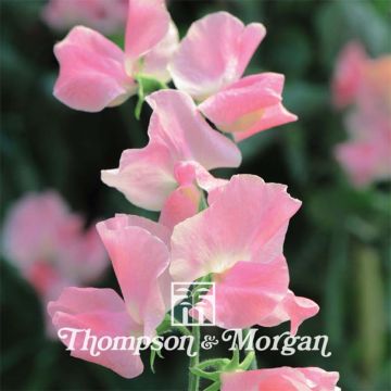 Guisante de olor Tickled Pink - Lathyrus odoratus