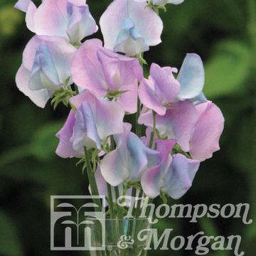 Guisante de olor Turquoise Lagoon - Lathyrus odoratus