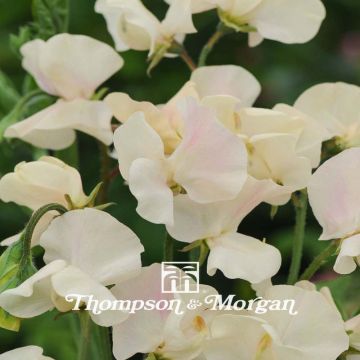 Guisante de olor Cream Southborne - Lathyrus odoratus