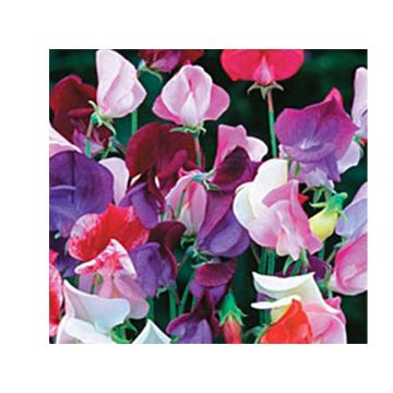 Guisante de olor Heirloom Bicolour Mix - Lathyrus odoratus