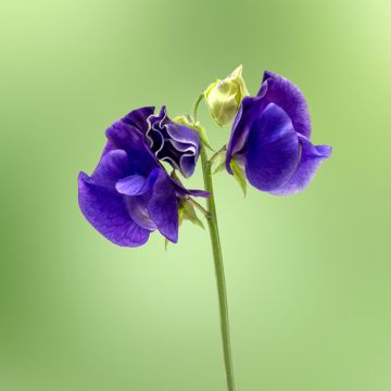 Guisante de olor King Size Navy Blue - Lathyrus odoratus