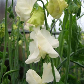 Guisante de olor Spring Sunshine Cream - Lathyrus odoratus