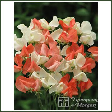 Guisante de olor Tangerine Cream - Lathyrus odoratus