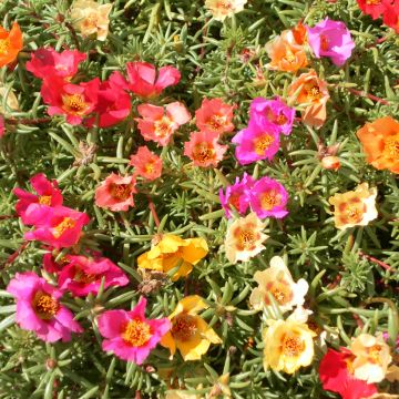 Portulaca grandiflora Single Mix - Pourpier à grandes fleurs, Chevalier d'onze heures