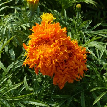 Tagetes erecta Fantastic Orange