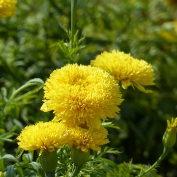 Tagetes erecta Fantastic Yellow