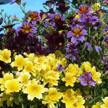 Salpiglossis sinuata Royale F1 Mix - Painted Tongue, Trompettes de velours