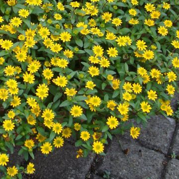 Sanvitalia speciosa Million Suns - Sanvitalie, Zinnia rampant, Zinnia nain