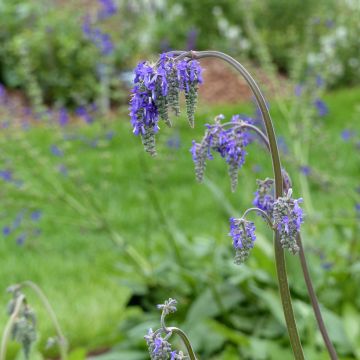 Salvia nutans  - Nodding Sage