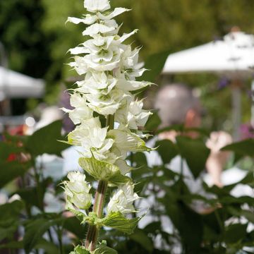 Salvia sclarea Vatican White - Sauge sclarée à bractées blanches