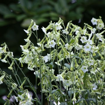 Nicotiana (x) langsdorffii Starlight Dancer - Langsdorff's Tobacco, Brazilian Tobacco