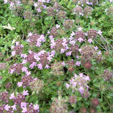 Thymus serpyllum Magic Carpet - Thym serpolet, Serpolet, Farigoulette
