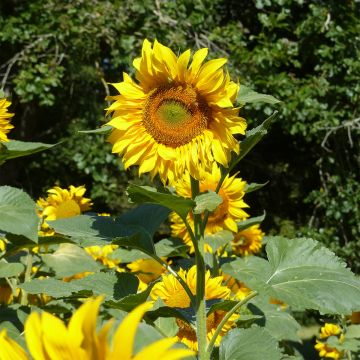 Girasol Mongolian Giant