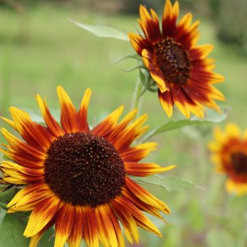 Girasol Paquito Colorado (semillas) 