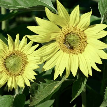 Girasol Paquito Limon (semillas) 