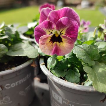Viola cornuta Laeta Antique Shades - Violette cornue, Pensée à corne