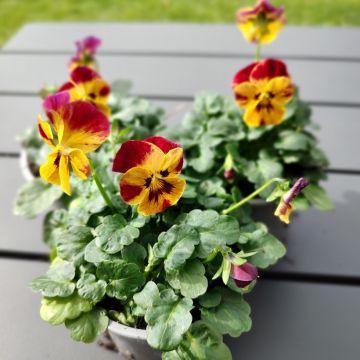 Viola cornuta Laeta Fire - Violette cornue, Pensée à corne