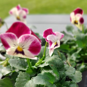 Viola cornuta Laeta Pink Bicolor - Violette cornue, Pensée à corne