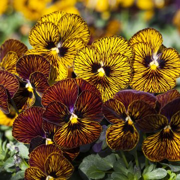 Viola cornuta Tiger Eye Mix - Violeta