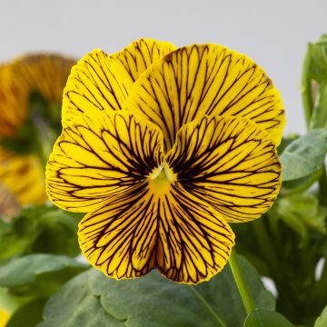 Viola cornuta Tiger Eye Yellow - Violeta