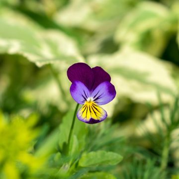 Viola tricolor - Pensamiento