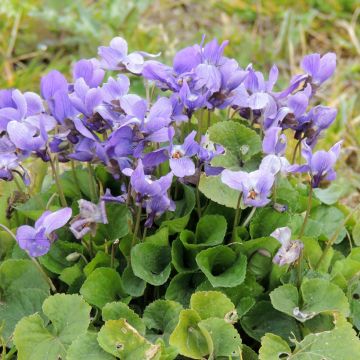 Viola odorata  - Violette des bois, Violette de mars, Violette des haies, Fleurs de mars, Viole de carême