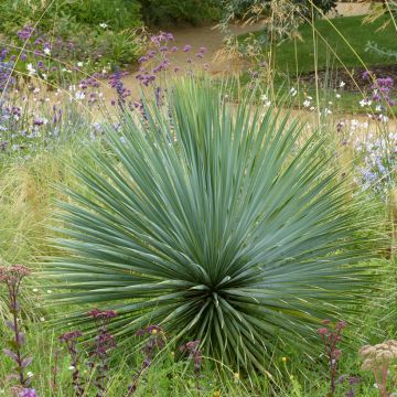 Yucca rostrata  - Beaked Yucca, Big Bend Yucca